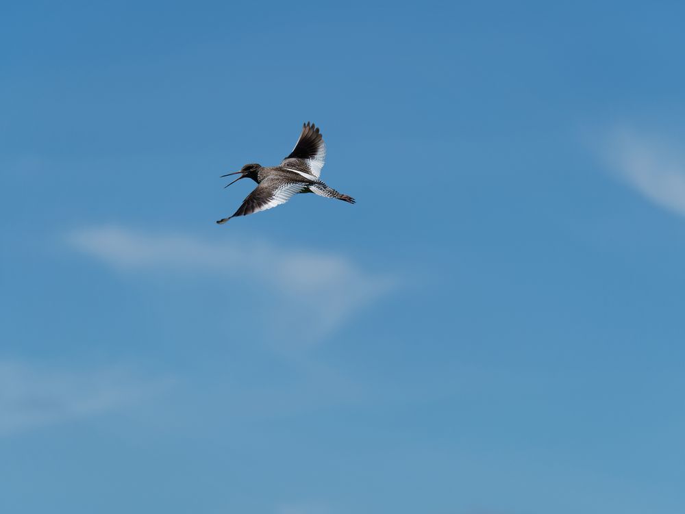 Rotschenkel im Flug