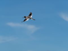 Rotschenkel im Flug