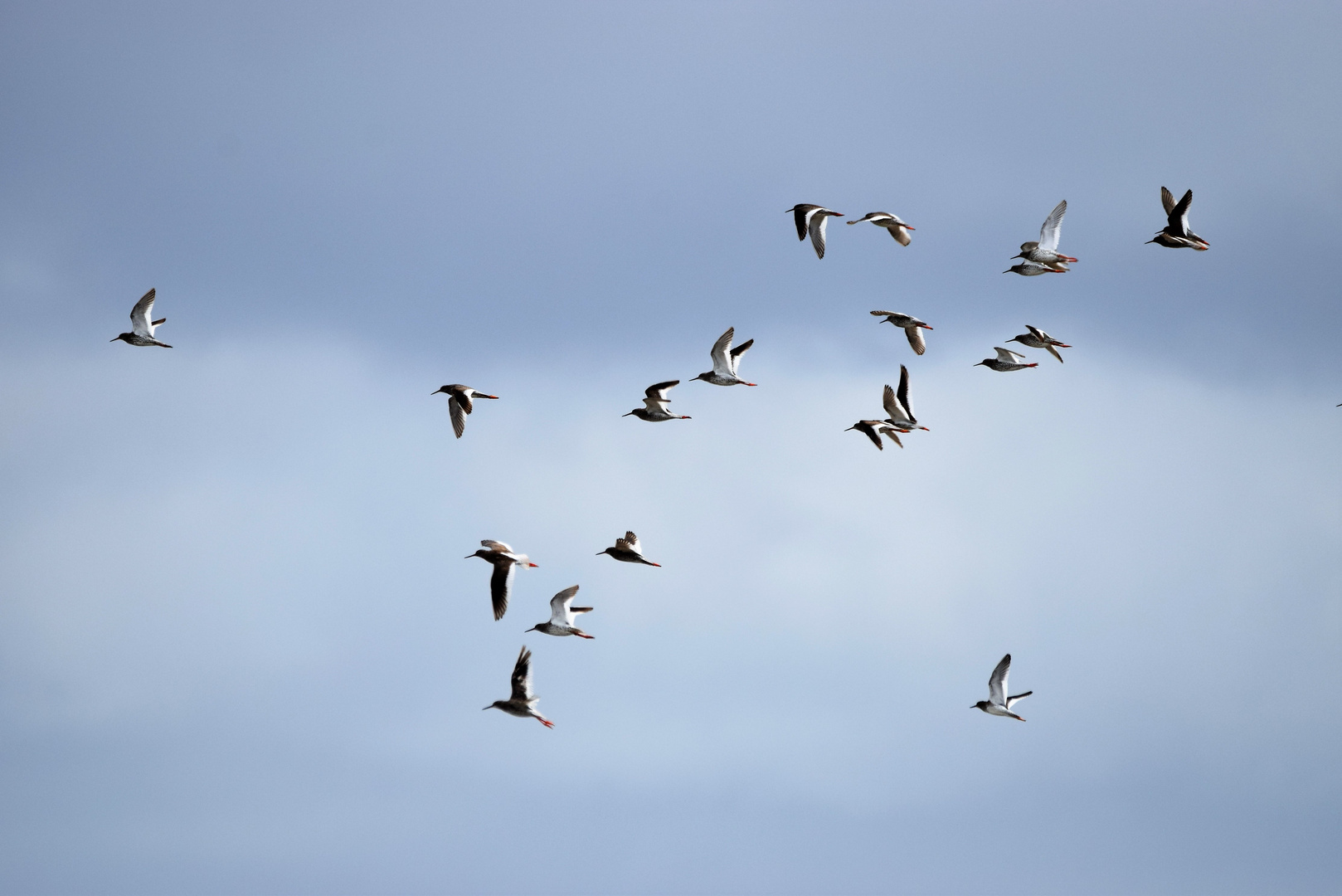 Rotschenkel im Flug