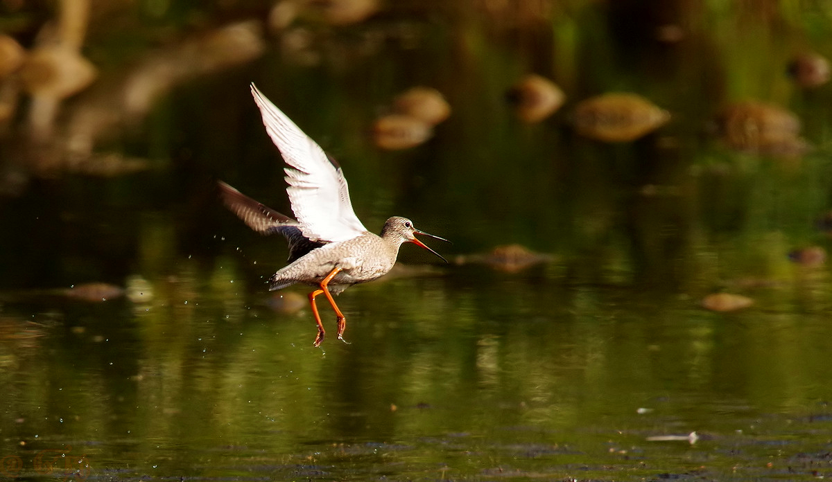 Rotschenkel im Flug