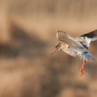 Rotschenkel im Flug