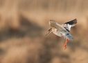 Rotschenkel im Flug by Hans Jessen 