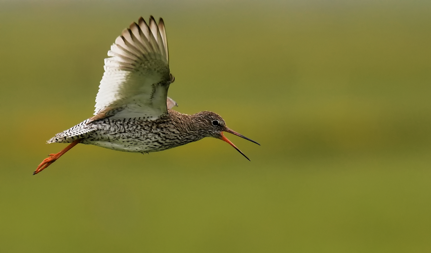 Rotschenkel im Flug