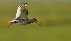 Rotschenkel im Flug