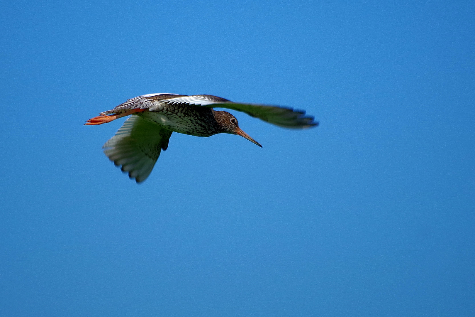 Rotschenkel im Flug