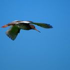 Rotschenkel im Flug