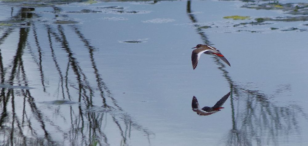 Rotschenkel im Flug gespiegelt