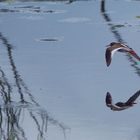 Rotschenkel im Flug gespiegelt