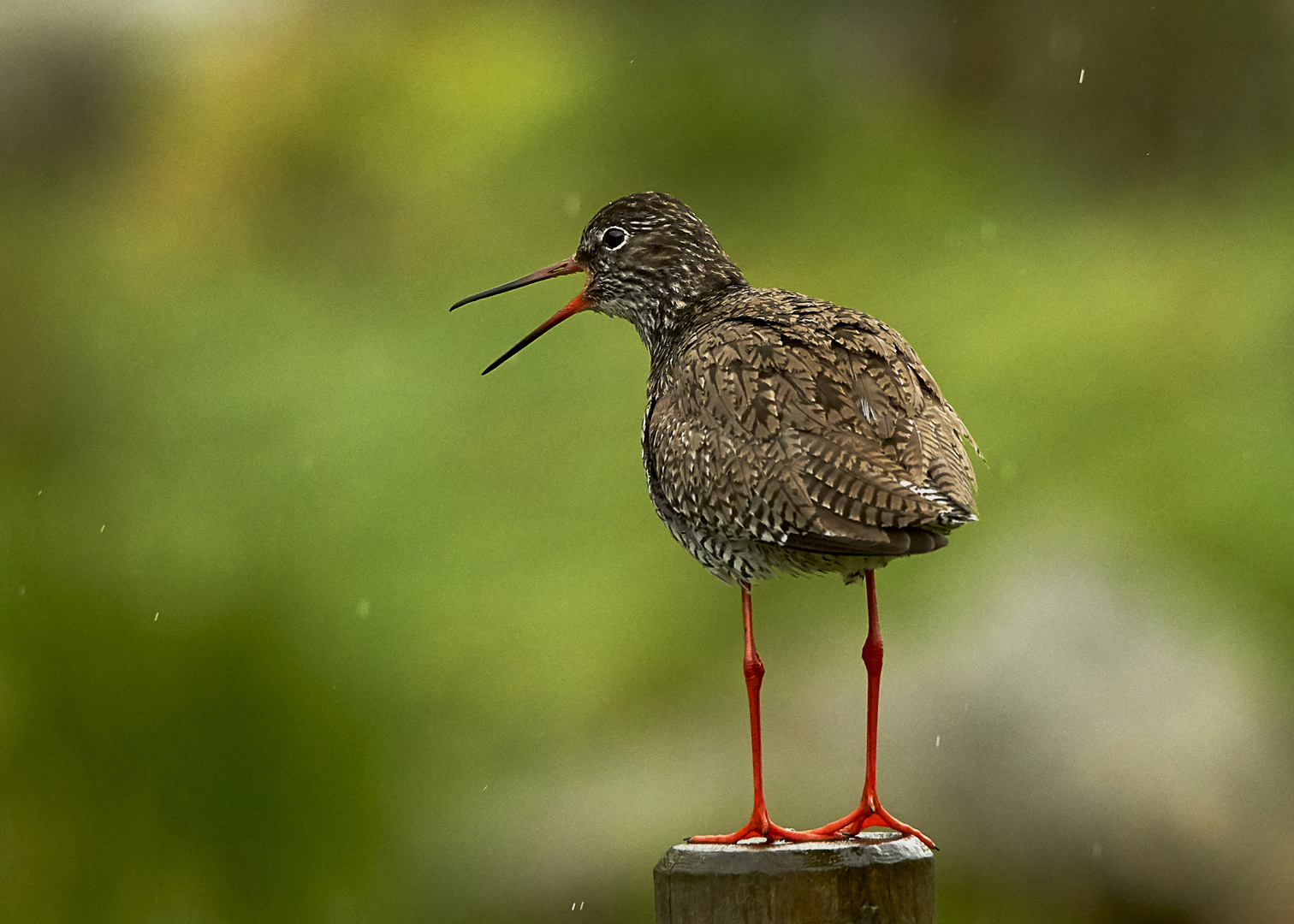 Rotschenkel im Regen