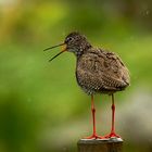 Rotschenkel im Regen