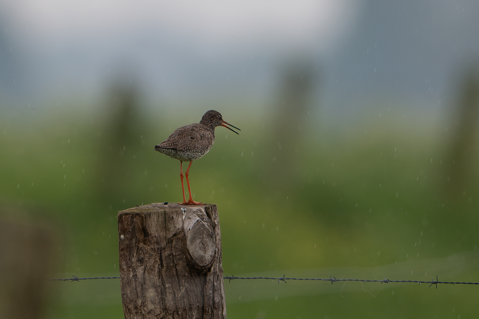 Rotschenkel - I`m singing in the rain