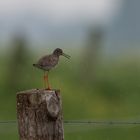 Rotschenkel - I`m singing in the rain