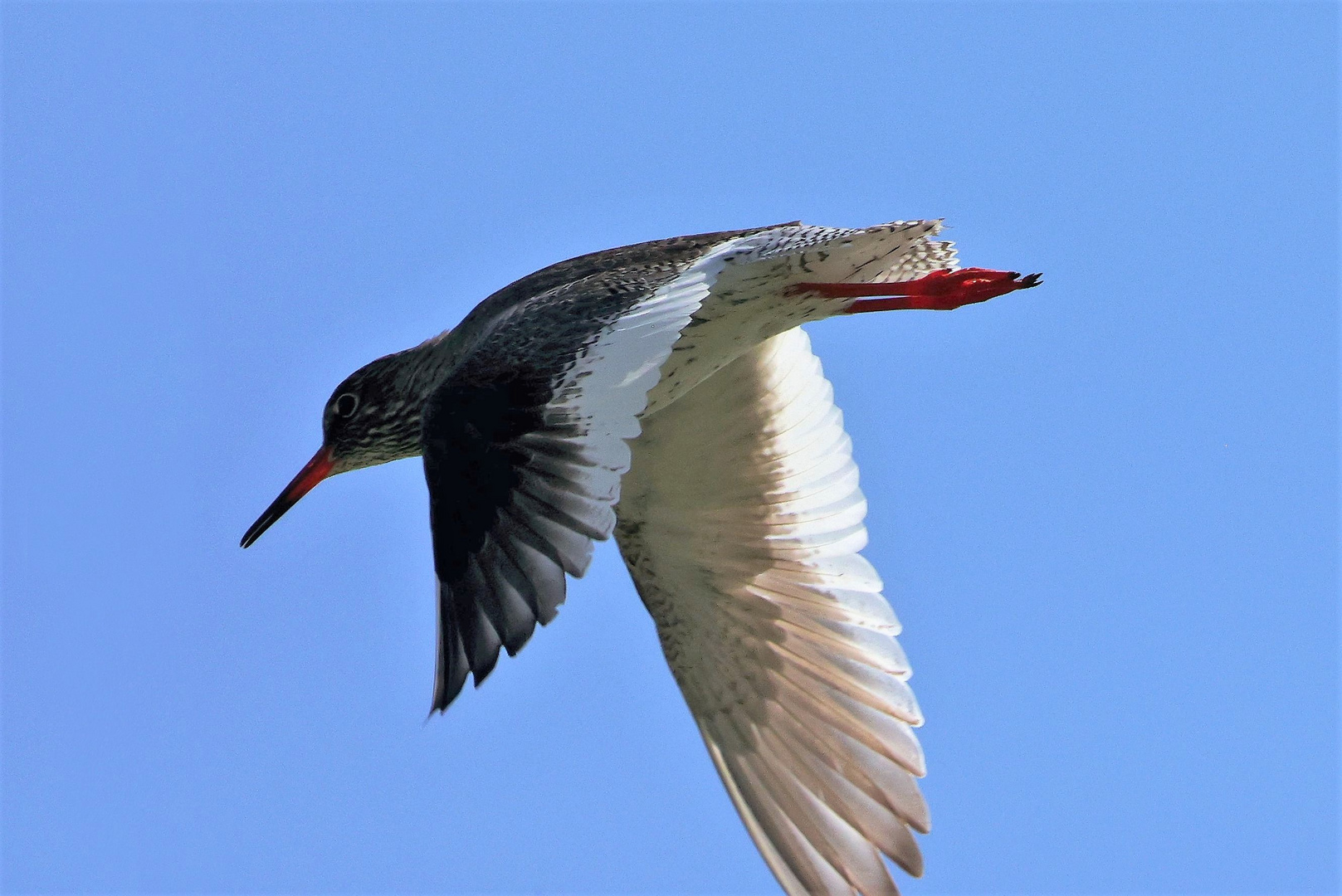 Rotschenkel im Vorbeiflug