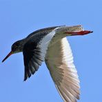 Rotschenkel im Vorbeiflug