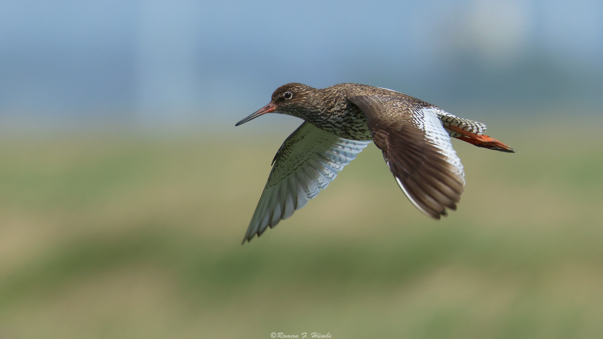 Rotschenkel im Vorbeiflug 