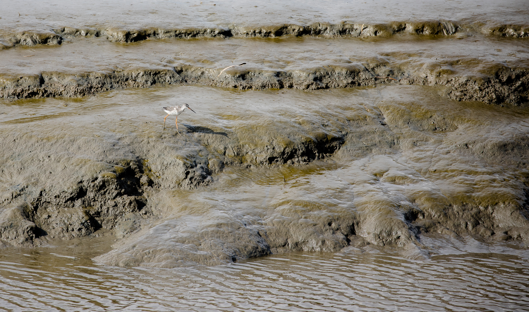 Rotschenkel im Watt (Nordsee)