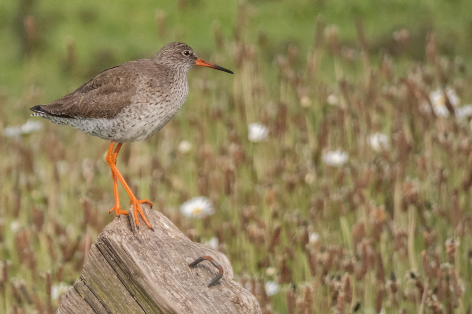 Rotschenkel im Xantener Naturschutzgebiet Bislicher Insel