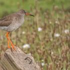 Rotschenkel im Xantener Naturschutzgebiet Bislicher Insel