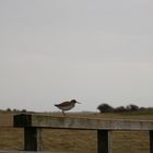 Rotschenkel in Westerhever 