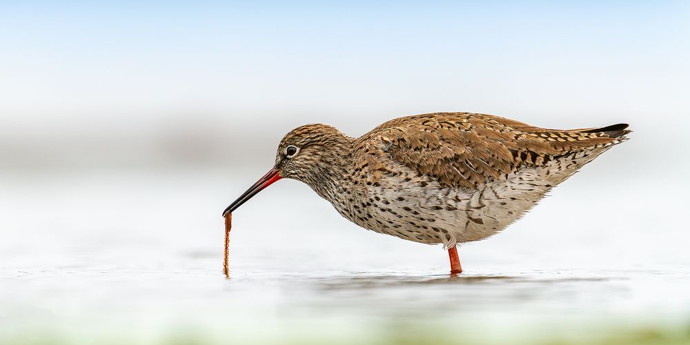 Rotschenkel mit Jagdglück