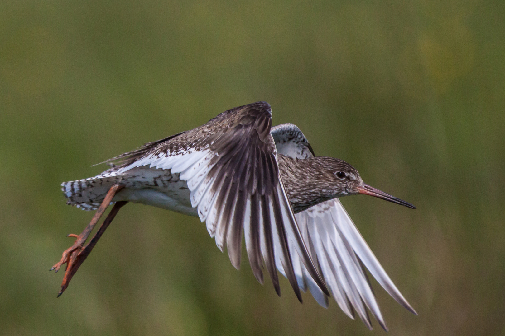 Rotschenkel: Noch ein Abflug