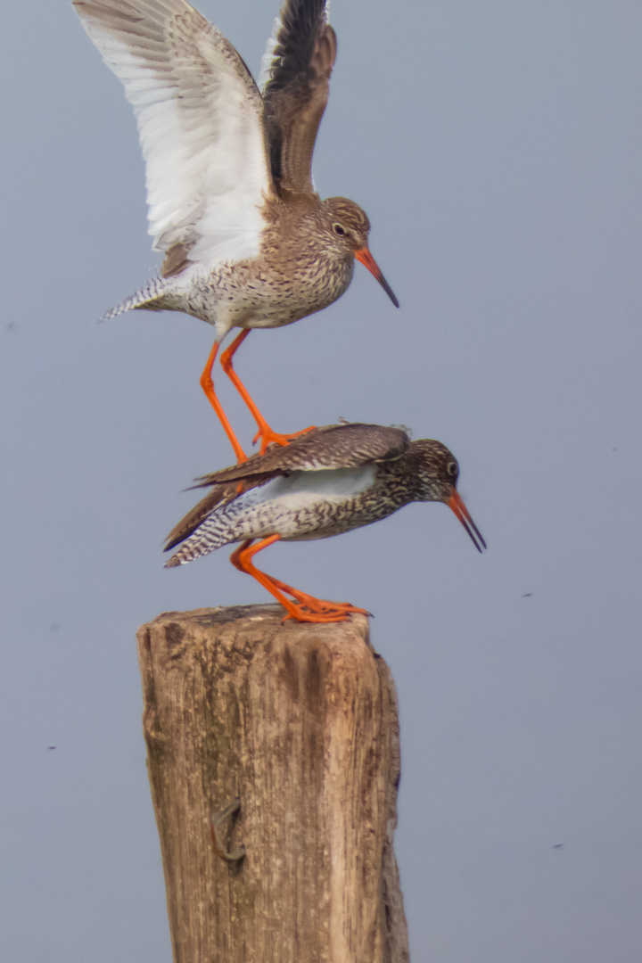 Rotschenkel Pärchen im Xantener Naturschutzgebiet Bislicher Insel