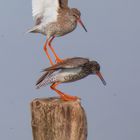 Rotschenkel Pärchen im Xantener Naturschutzgebiet Bislicher Insel