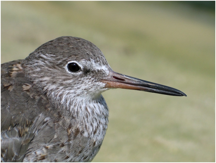 Rotschenkel Portrait