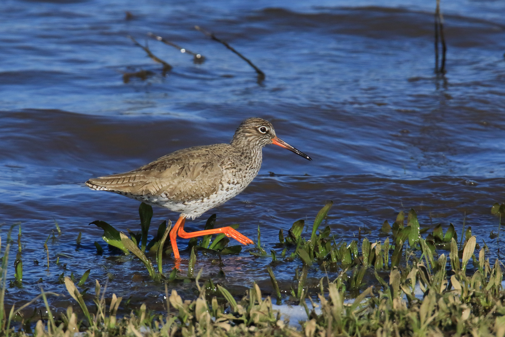 Rotschenkel-Serie Foto & Bild | tiere, wildlife, wild lebende vögel