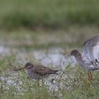 Rotschenkel sorgen für Nachwuchs