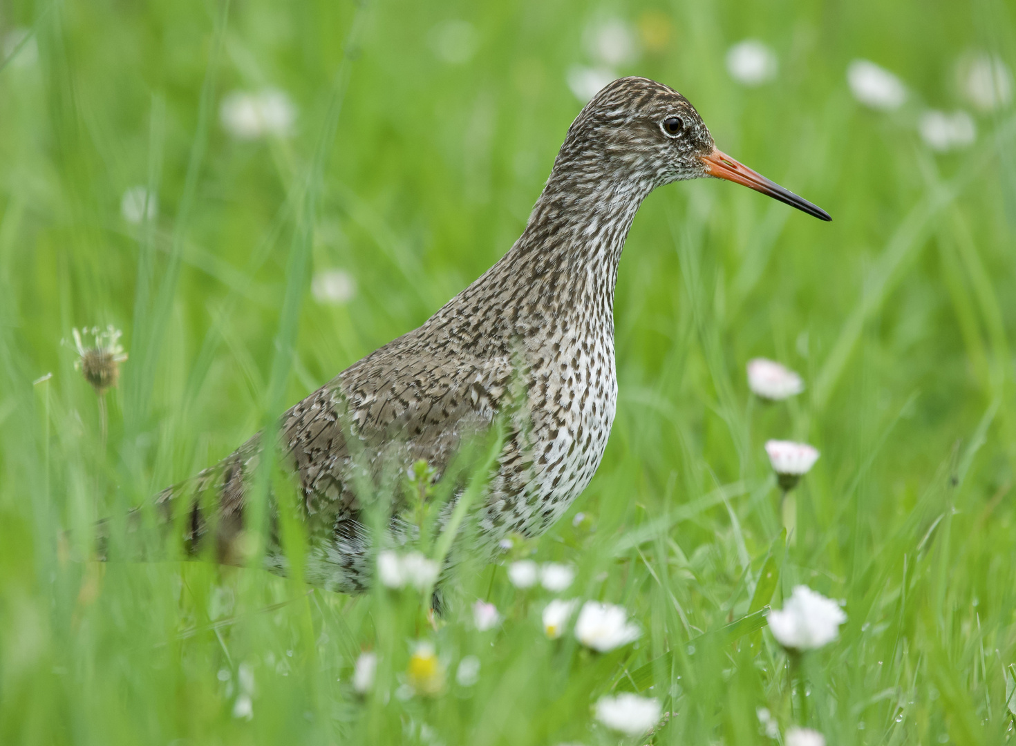 Rotschenkel sucht nach Würmern in den Rheinwiesen......