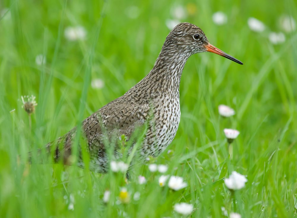 Rotschenkel sucht nach Würmern in den Rheinwiesen......