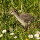 Rotschenkel (Tringa totanus) 