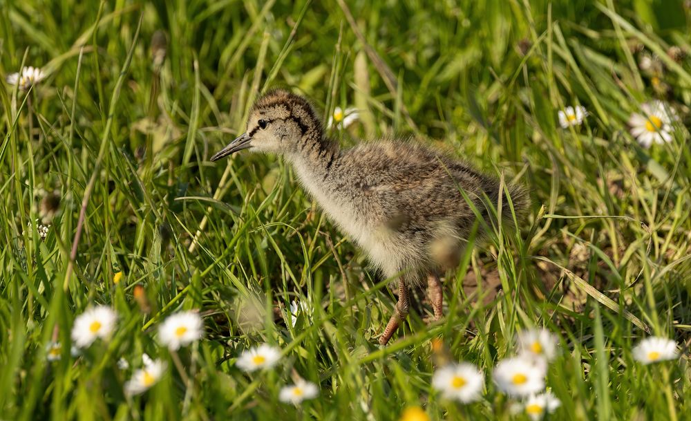 Rotschenkel (Tringa totanus) 