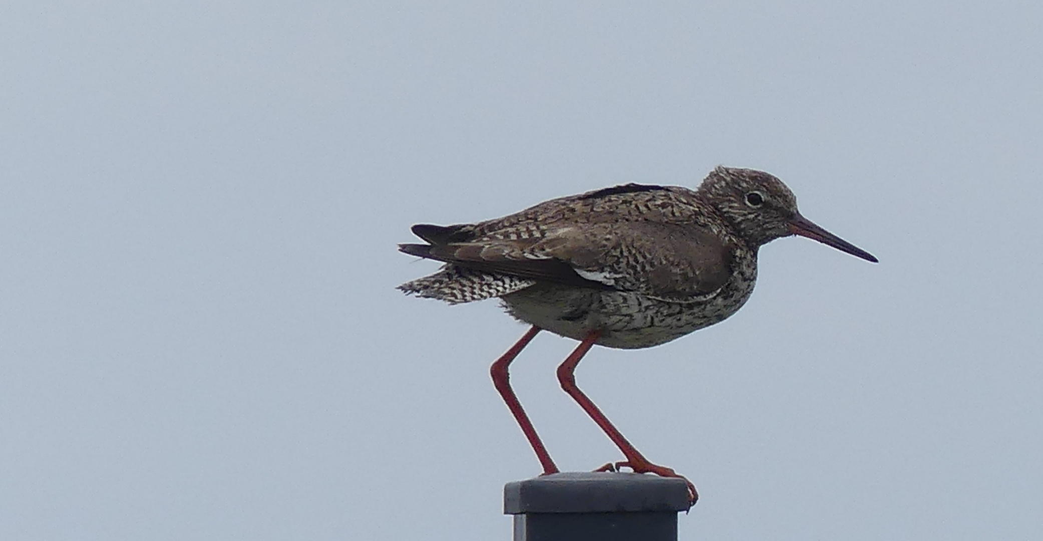 Rotschenkel (Tringa totanus)