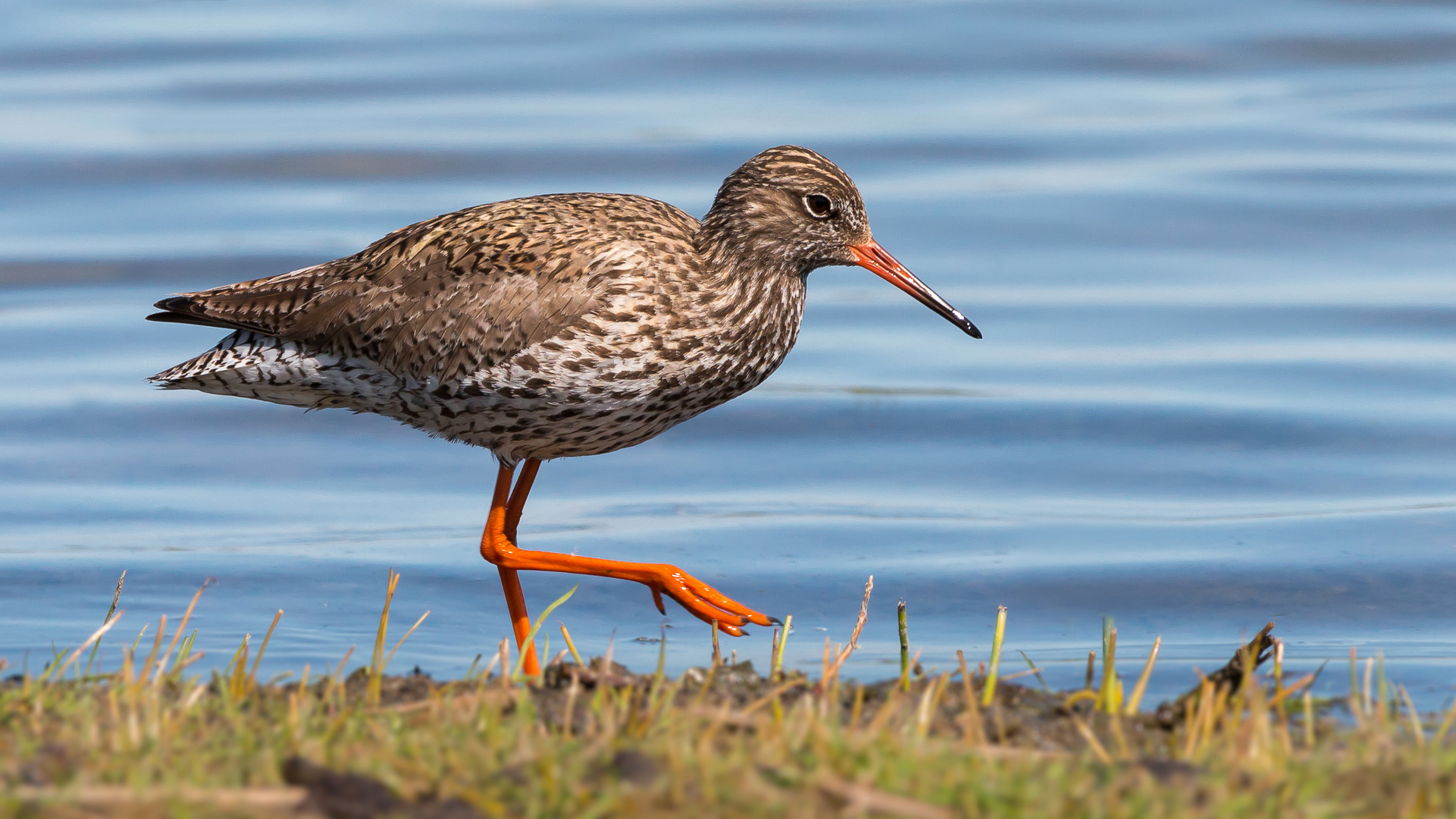 Rotschenkel (Tringa totanus)