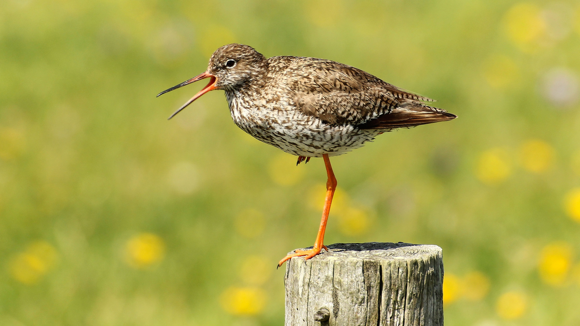 Rotschenkel (Tringa totanus)