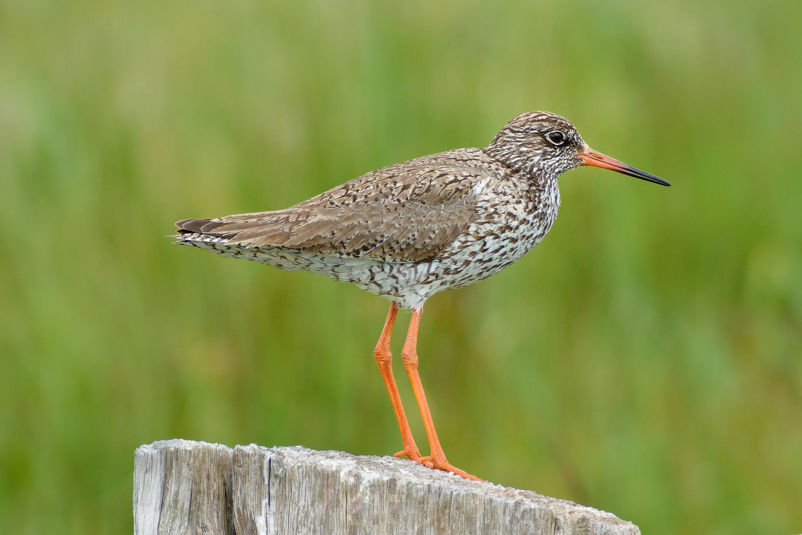 Rotschenkel (Tringa totanus)