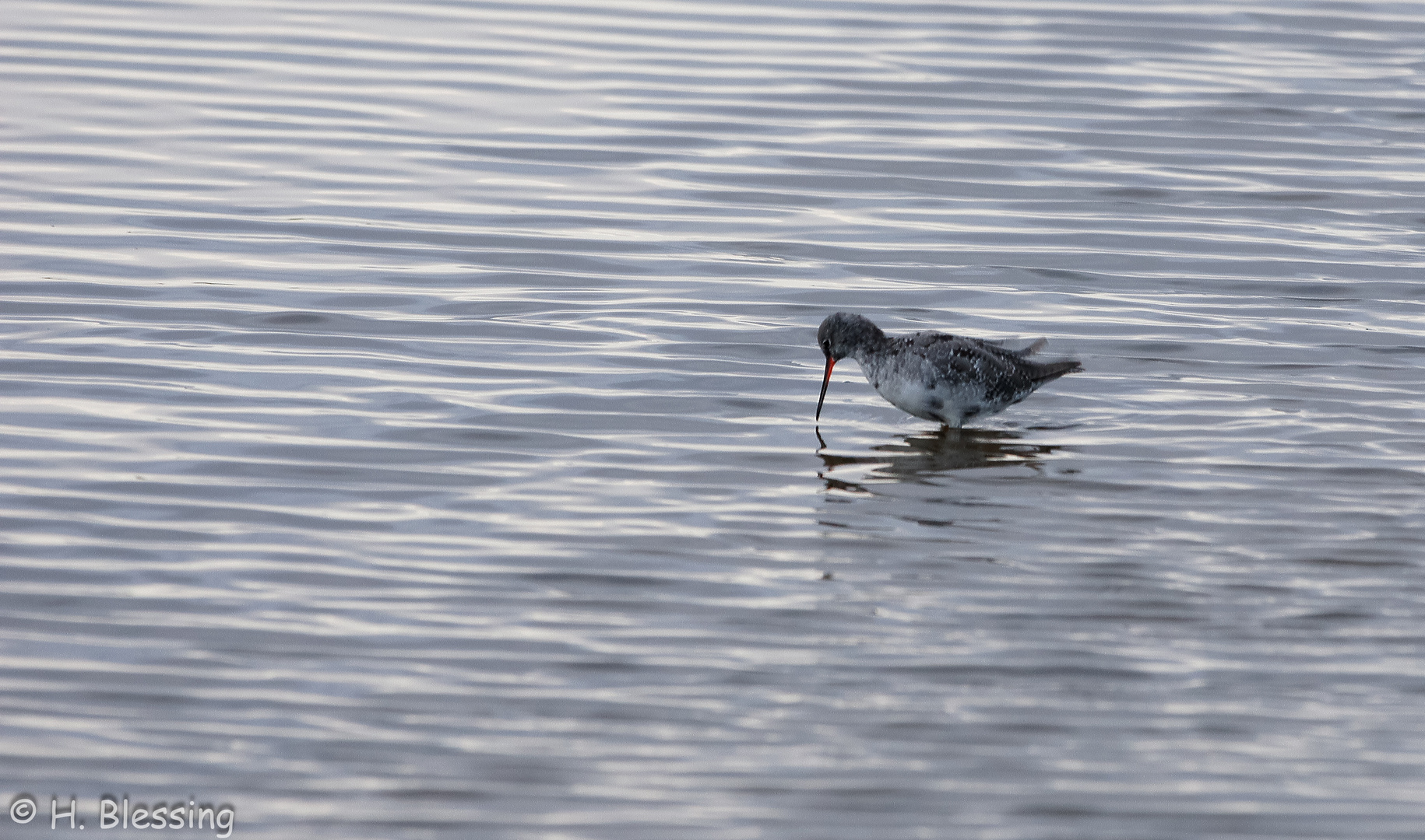 Rotschenkel (Tringa totanus)