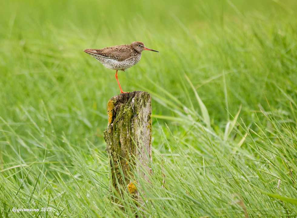 Rotschenkel ( Tringa totanus).......