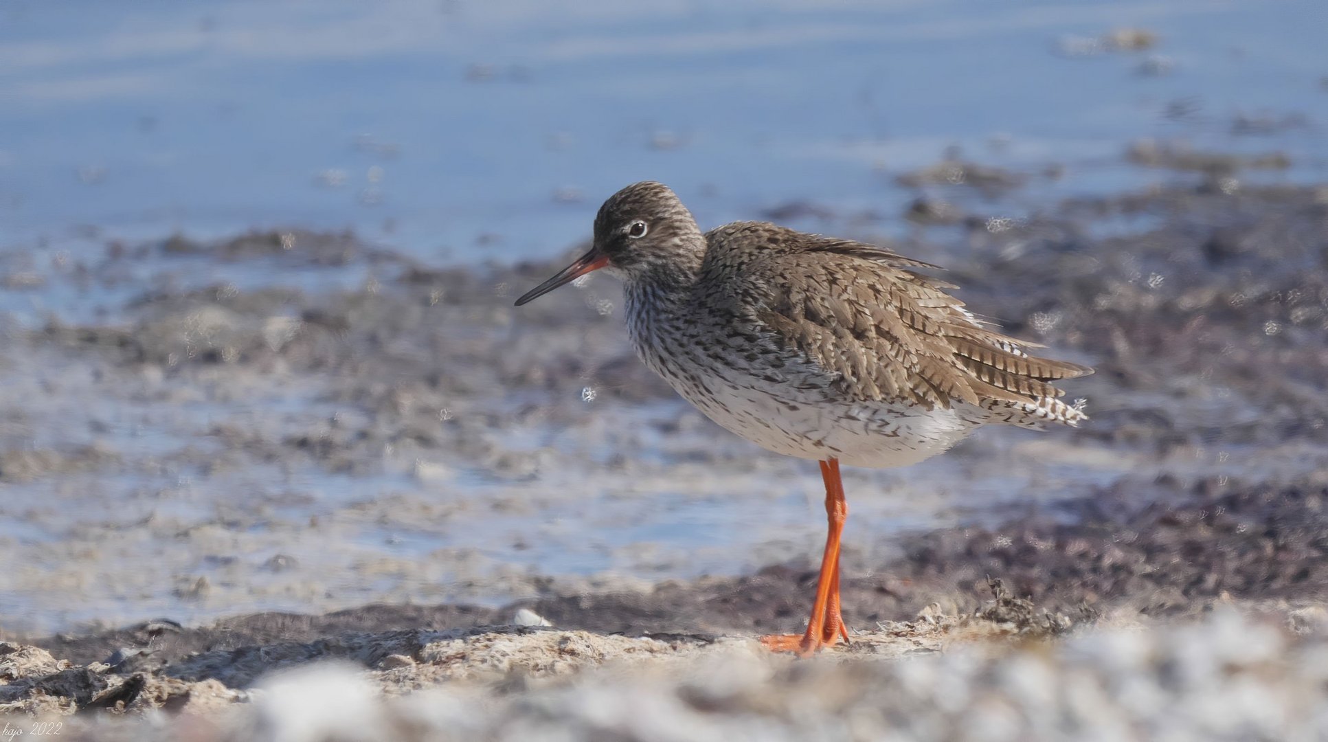 * Rotschenkel (Tringa totanus) *