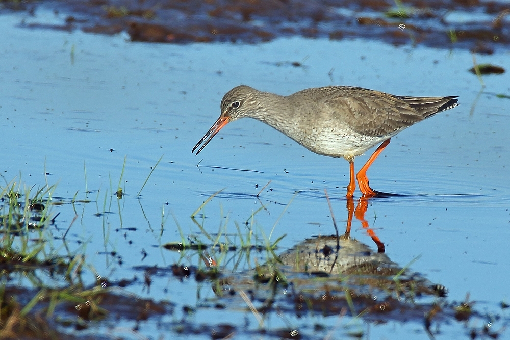  Rotschenkel (Tringa totanus)