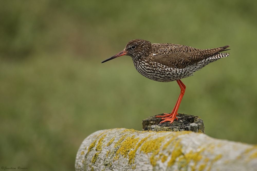 Rotschenkel (Tringa Totanus)