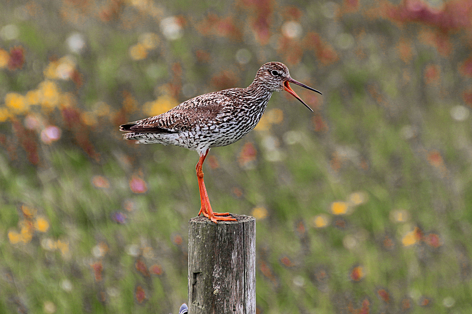 Rotschenkel (Tringa totanus)