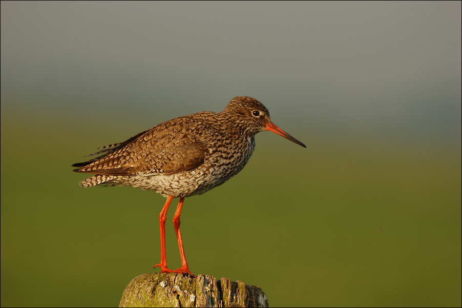 Rotschenkel (Tringa totanus)