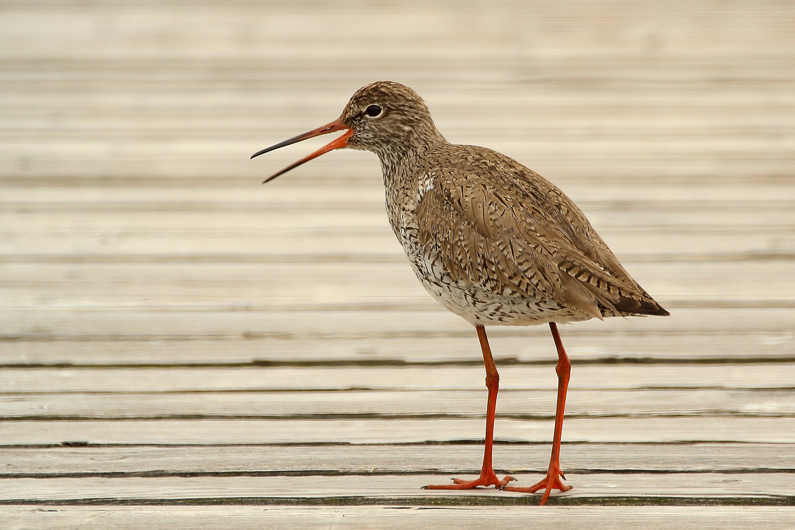 Rotschenkel (Tringa totanus)