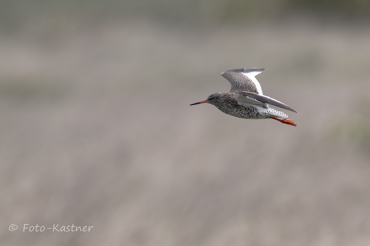 Rotschenkel (Tringa totanus)