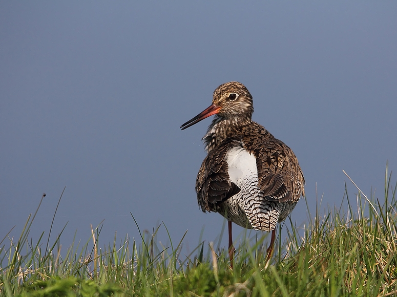 Rotschenkel (Tringa totanus)