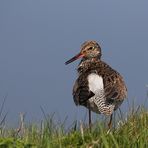 Rotschenkel (Tringa totanus)