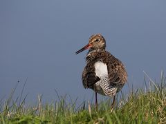 Rotschenkel (Tringa totanus)